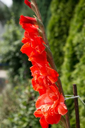 Historia jednego mieczyka.